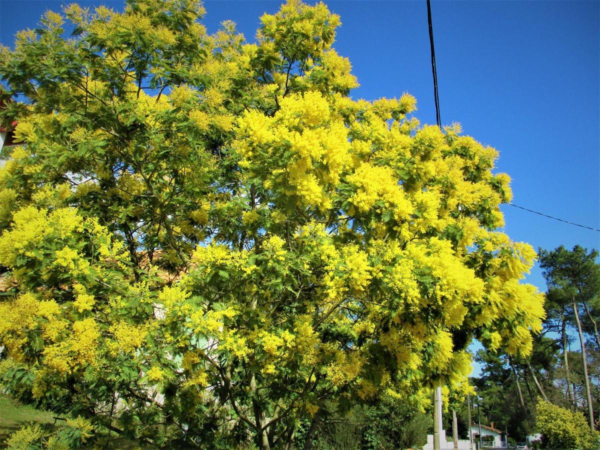 Mer A 200M,,Ds Les Mimosas En Fleur ! Ronce les Bains Zewnętrze zdjęcie